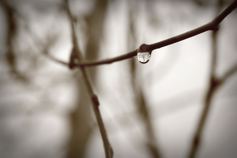 branch-water-drop-2